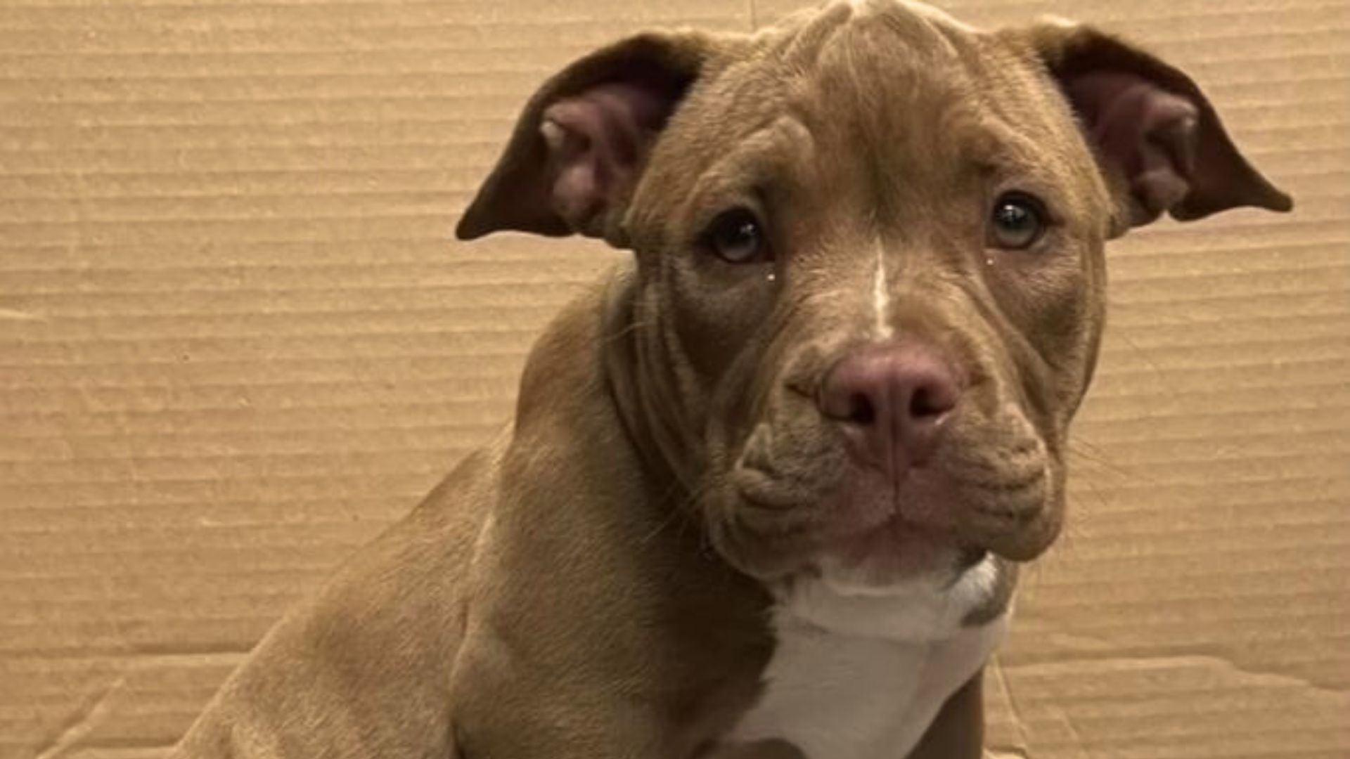 The Reason Behind This Dog Being Surrendered To A Shelter Will Leave You In Tears
