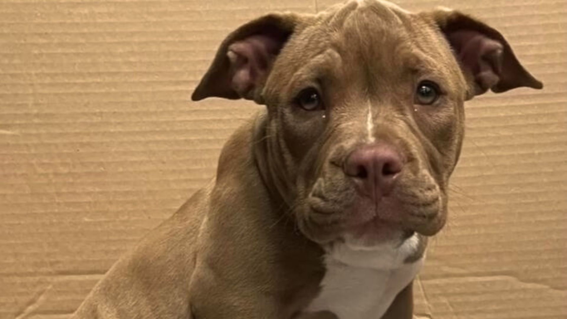Traumatized Breeding Dog Abandoned By His Owner Blossoms Again Next To Her Florida Foster