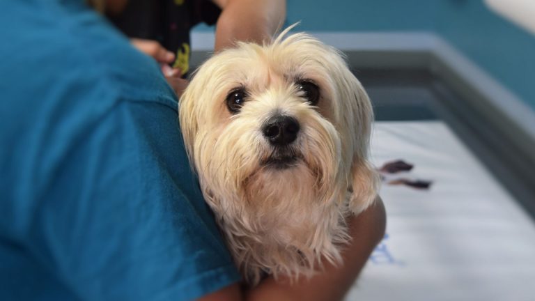 vet holding a dog
