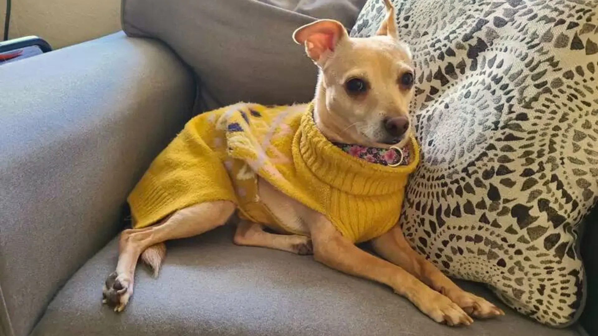 NA. This Dog Has A Very Funny Habit That Will Absolutely Make Your Day