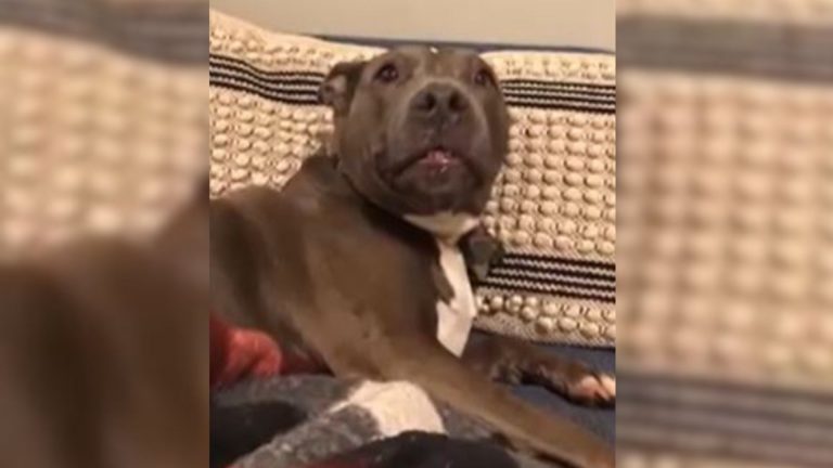 dog at the shelter