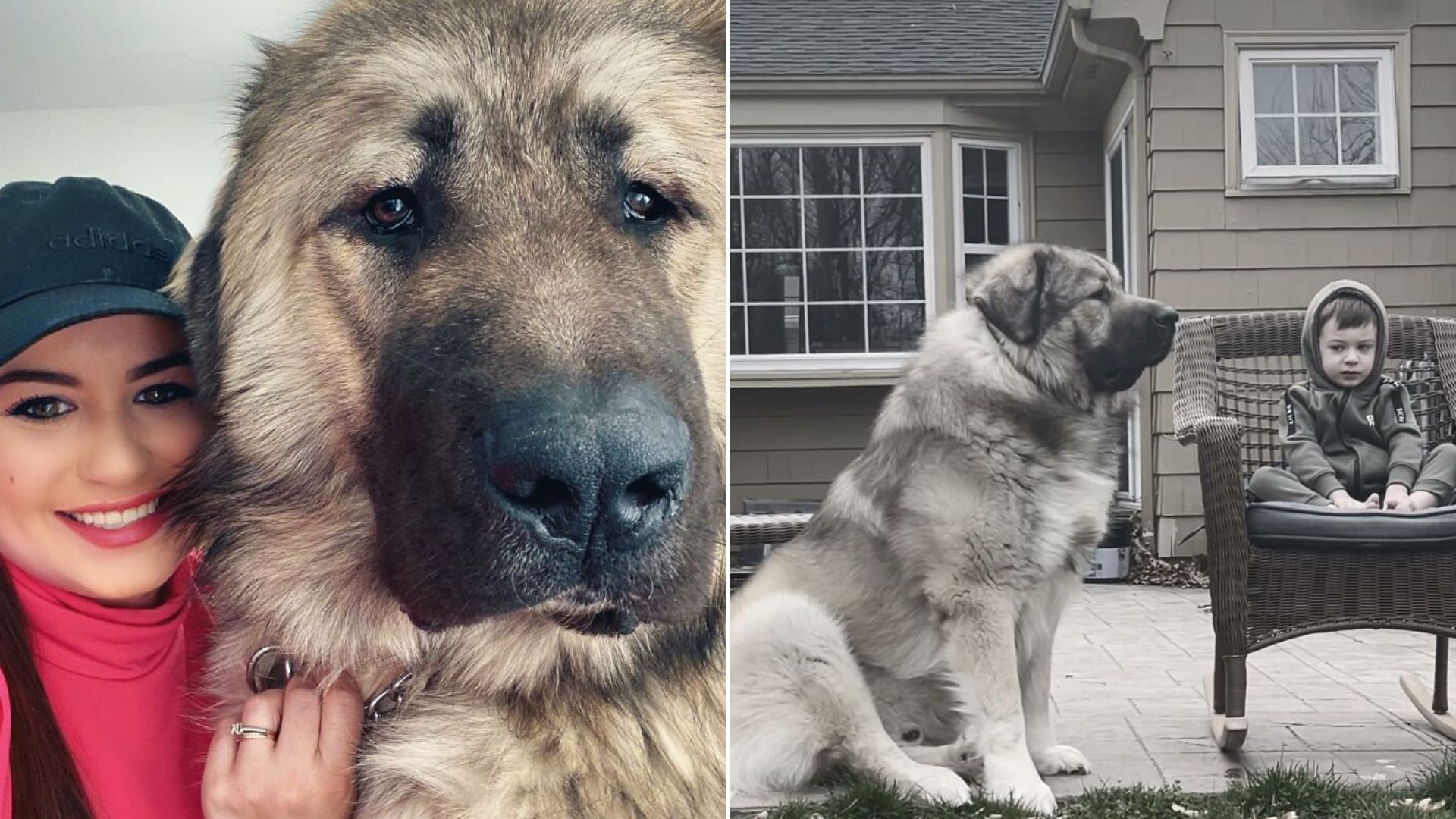 the story of the Giant Caucasian Mountain Dog