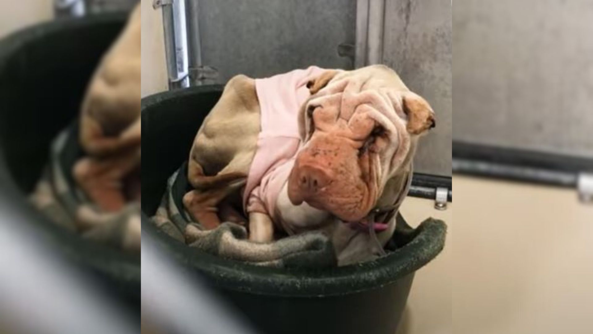 This Frightened Dog Learned What Love Feels Like After Being Saved By Wonderful People