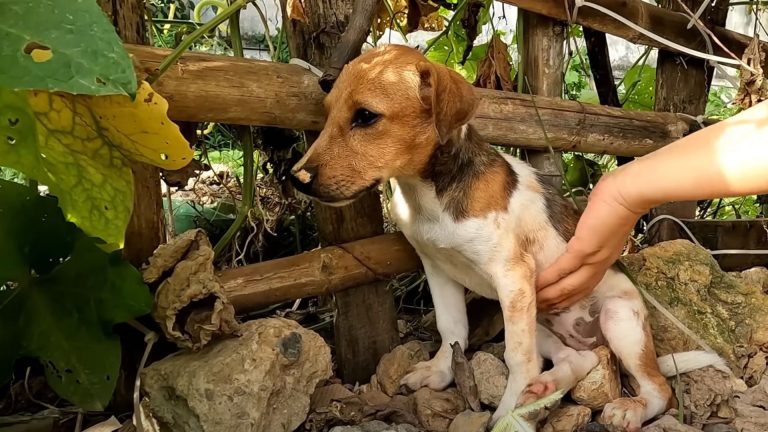 frightened stray dog