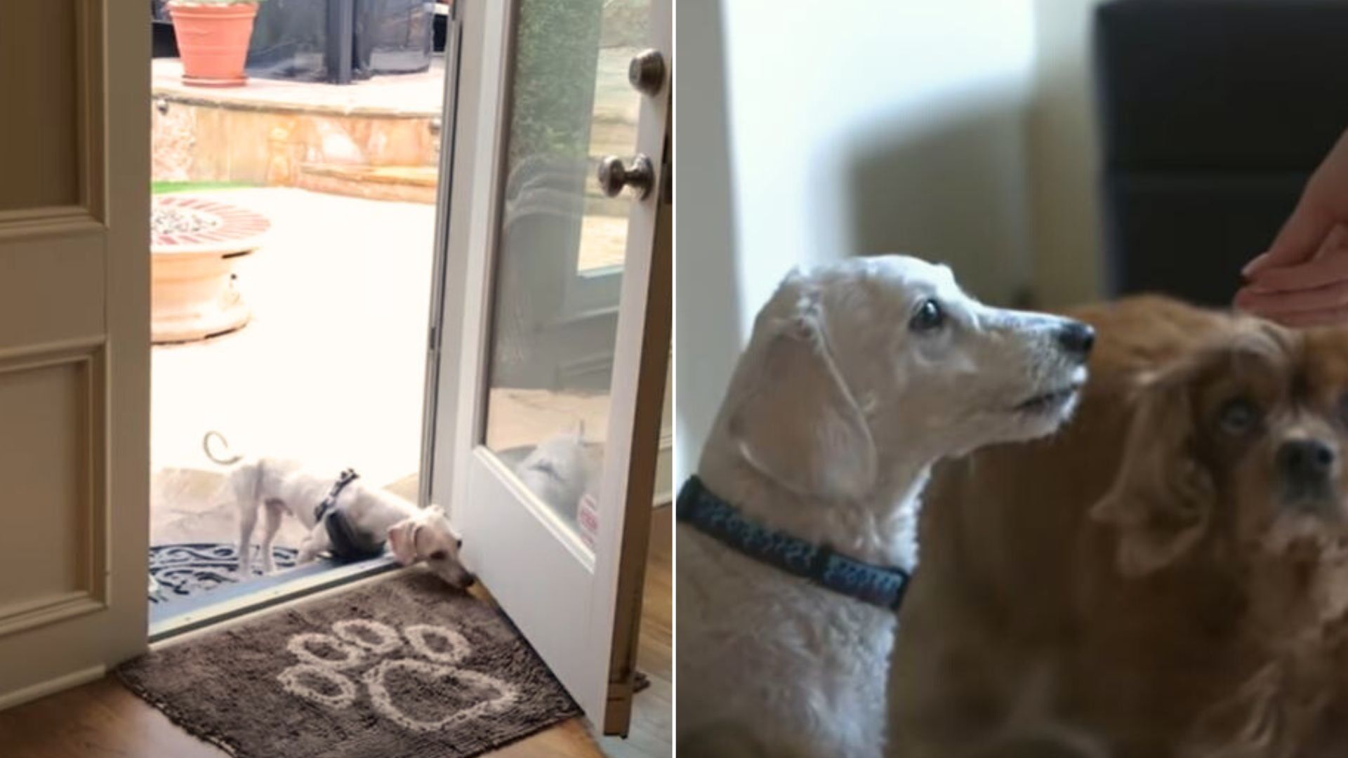 This Neglected Puppy Mill Dog Rejoiced When He Finally Finds His New Family