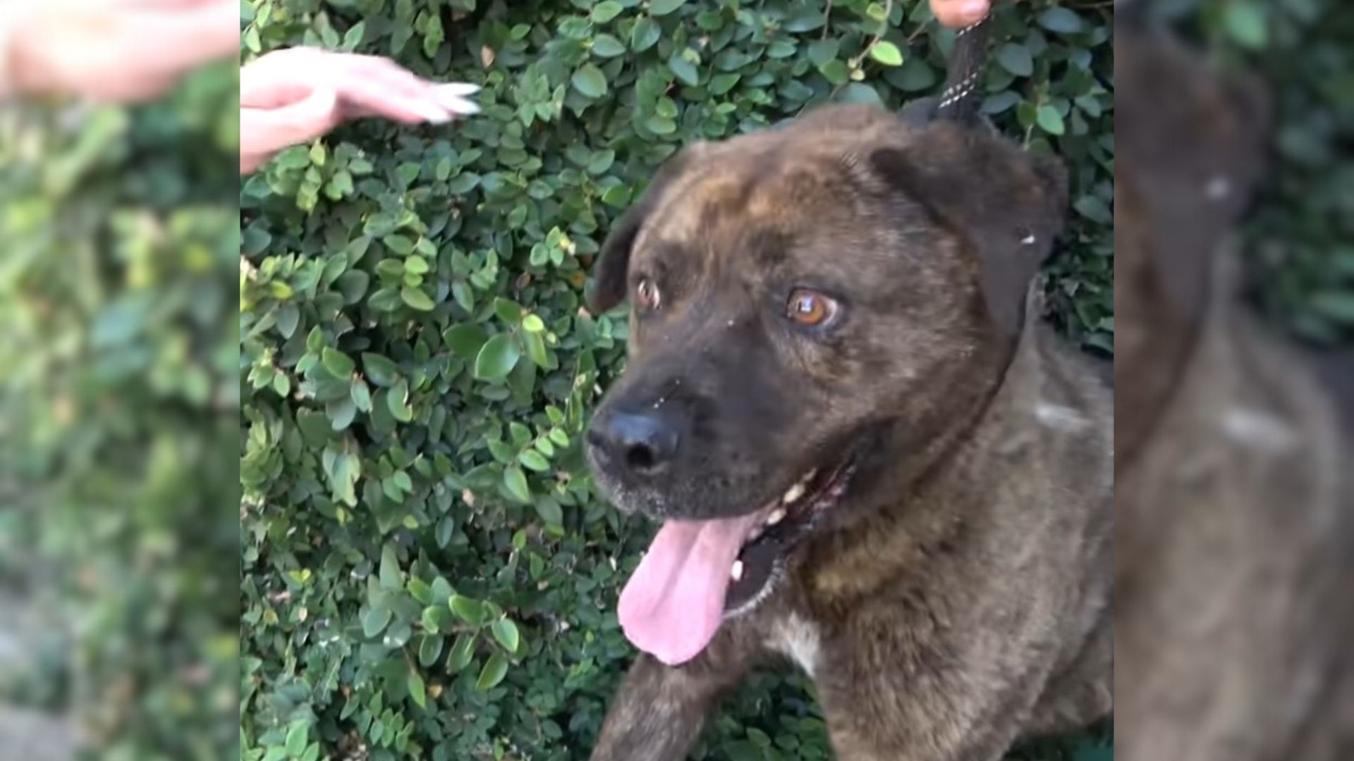 This Senior Dog Was Abandoned By His Owner And Left To Starve Until His Amazing Rescuers Came