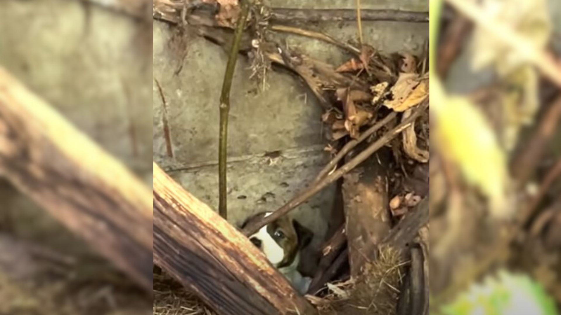 This Stray Mama Dog Was So Scared Of People Until Her Rescuers Came To Save Her