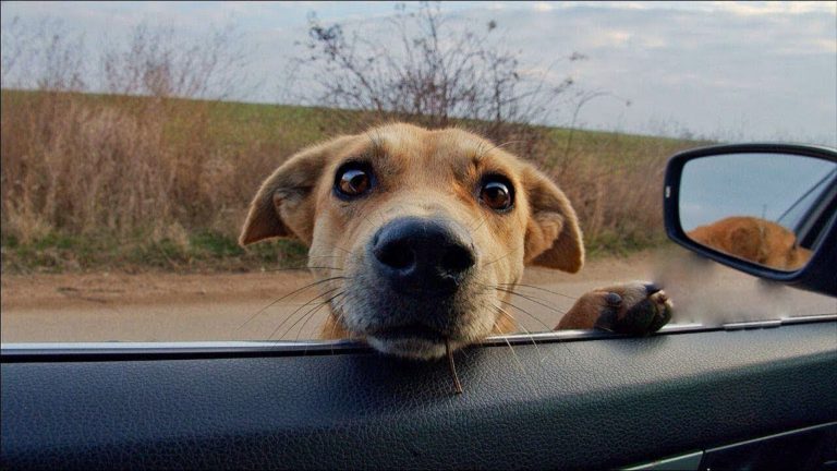 cute dog leaning against the car window