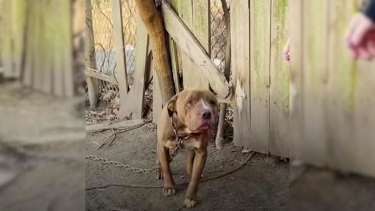 Pitbull on a chain