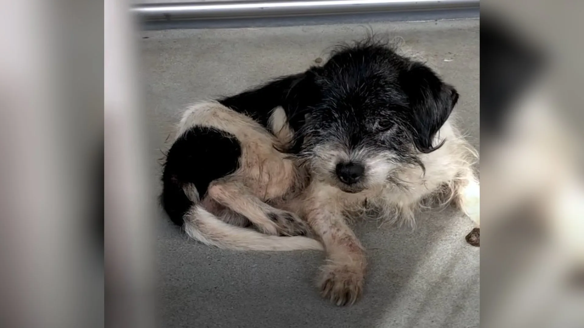 This Sweet Senior Dog Was Shaking Until Something Amazing Happened