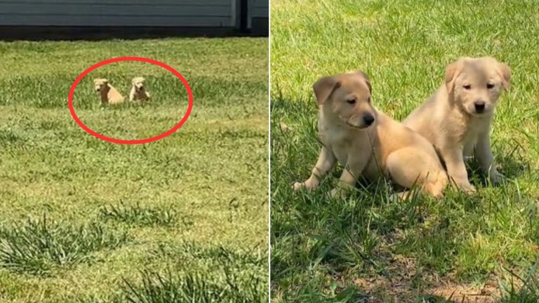 two dogs walking together