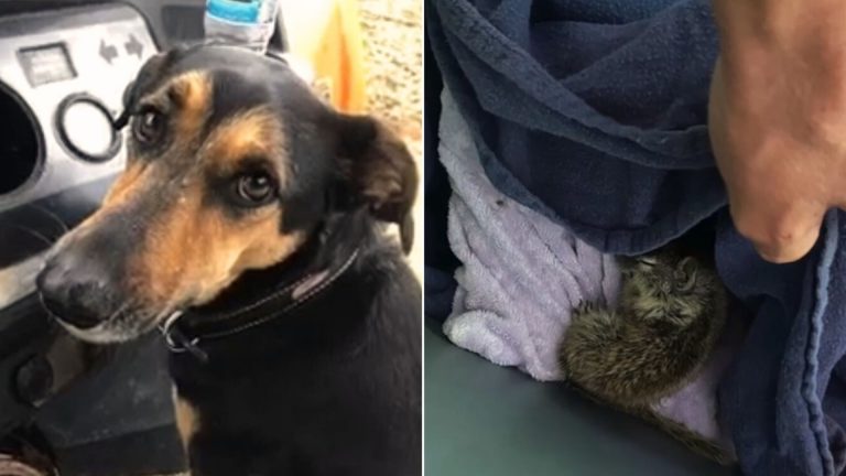 black dog and squirrel