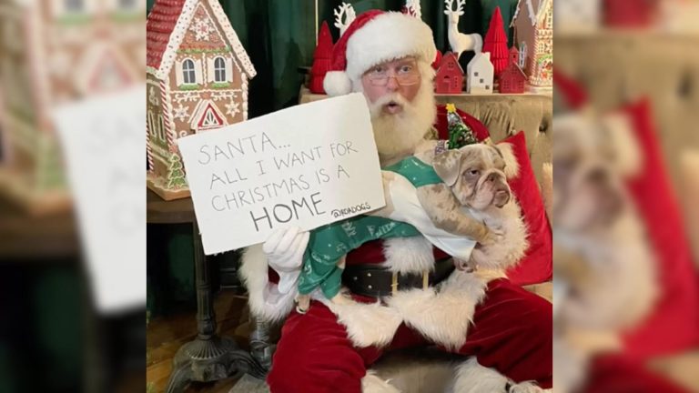 tiny bulldog meets santa