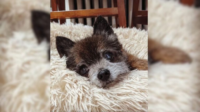 tiny dog laying on a wool