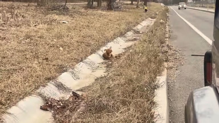 little dog quivering on the side of the road