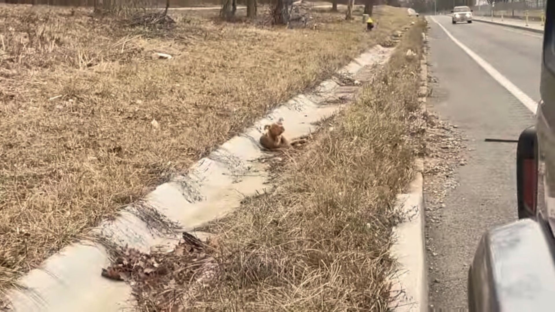 Truck Driver Spots A Little Dog Quivering In A Ditch On The Side Of The Road And Saves Her Life
