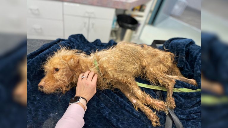 lifeless dog laying on a bed