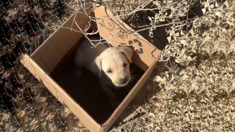 crying puppy in a package
