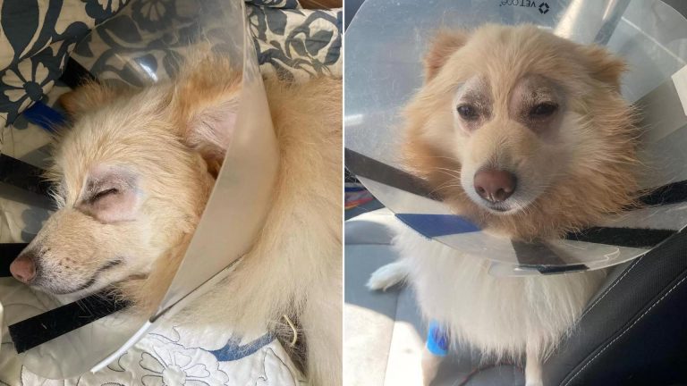 injured brown dog
