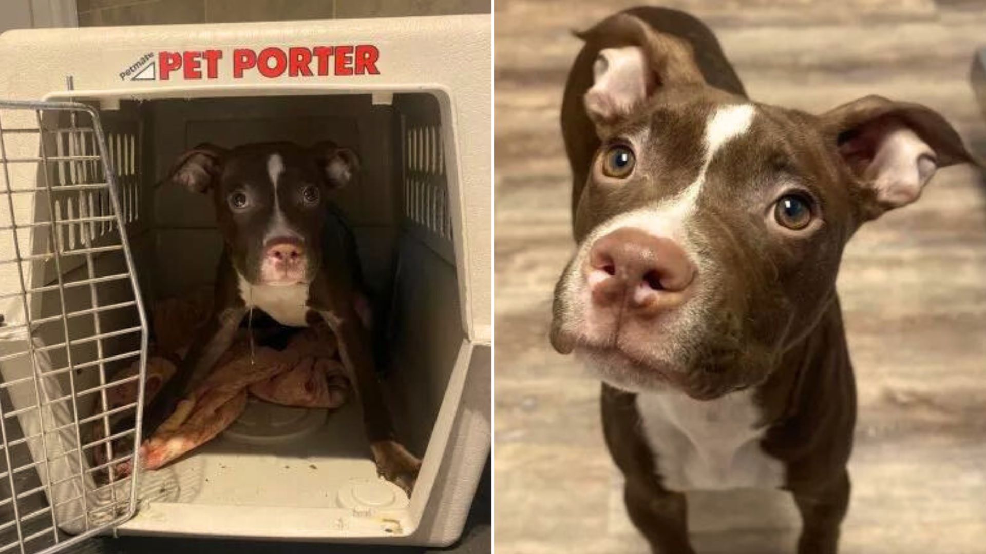 Abandoned Puppy Left At A Shelter In Pennsylvania Learns How To Trust Humans Again