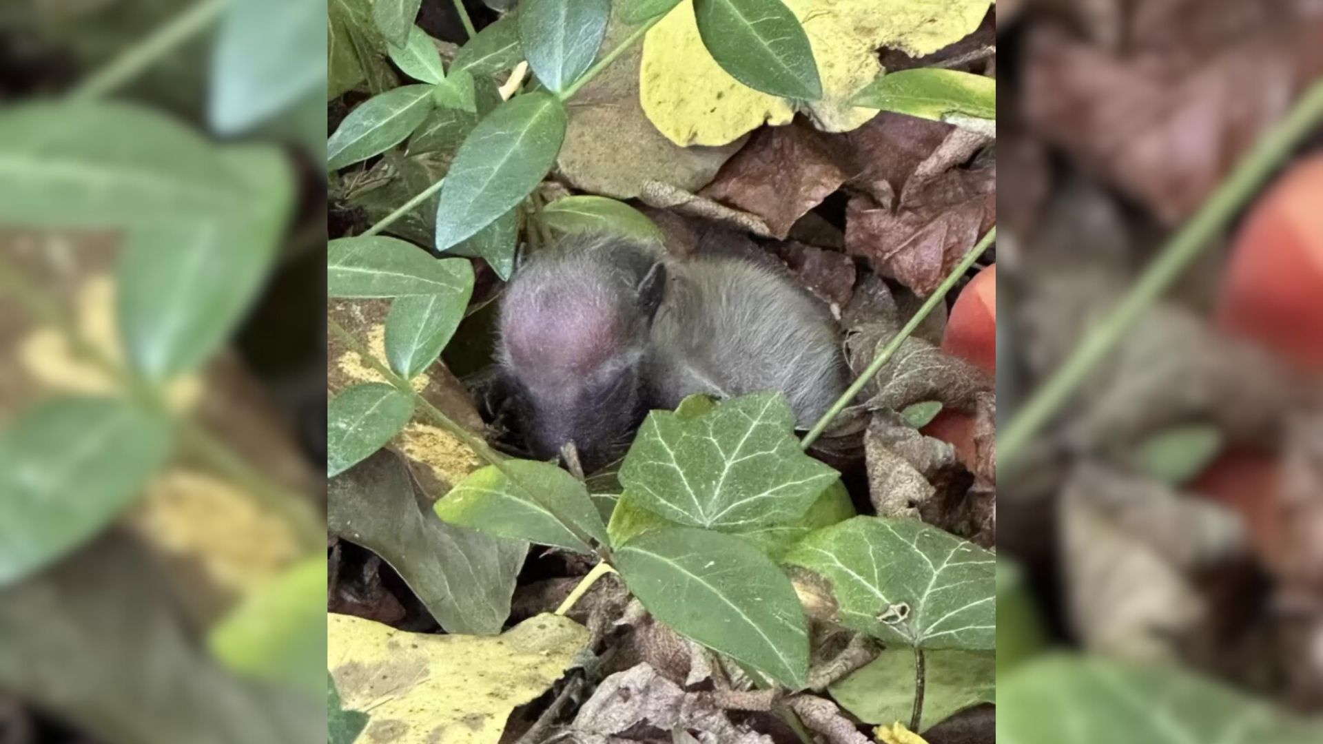 Woman Was Shocked To Find A Mysterious Small Animal While Hiking With Her Dog