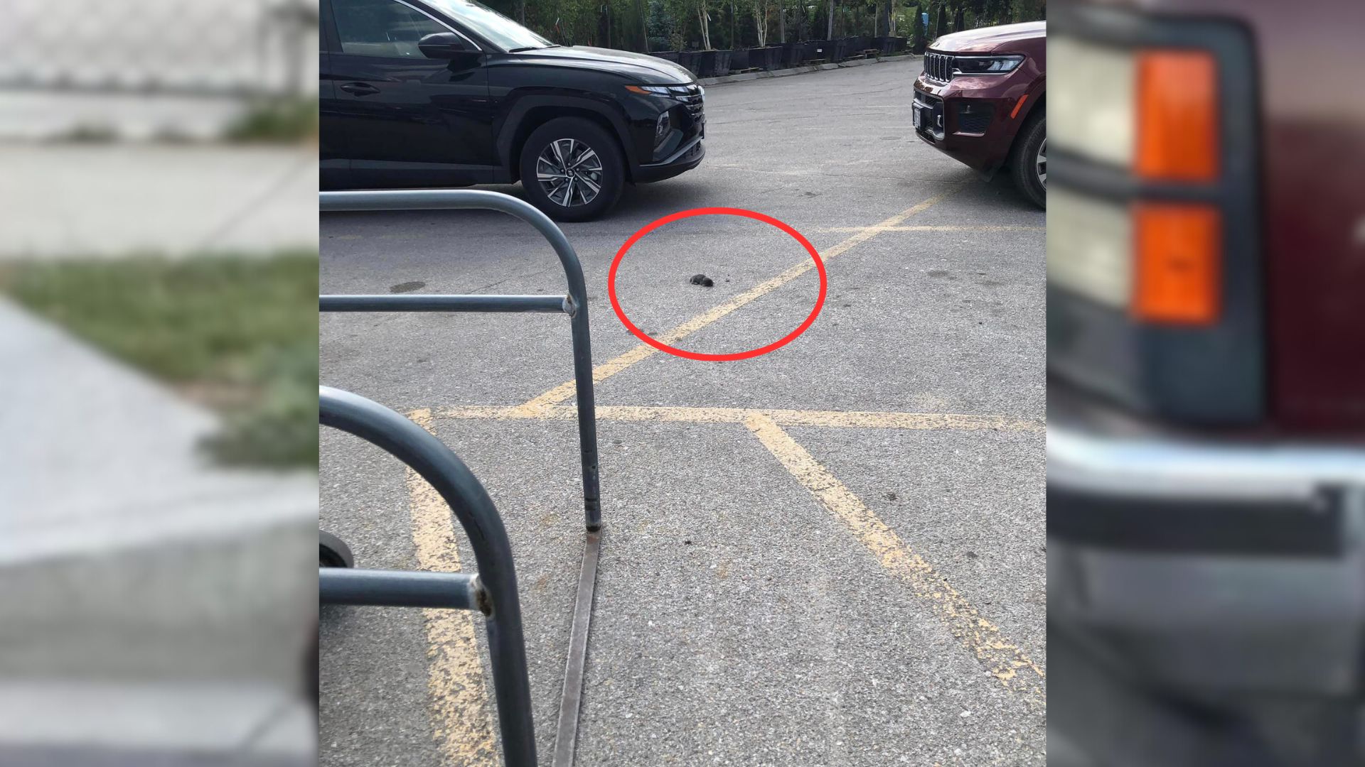 This Woman Was Going Home When She Spotted A Small Furball In The Parking Lot