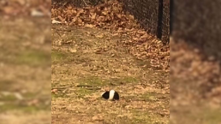 guinea pig near the road
