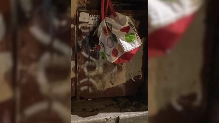 fluffy animal in a bag on the container
