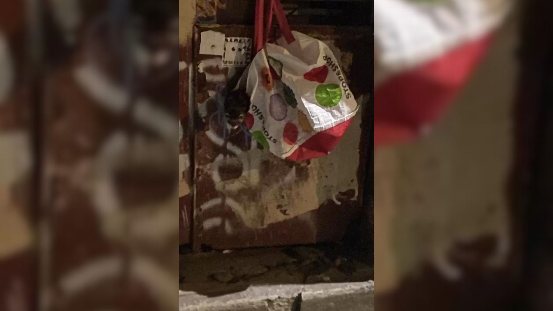 fluffy animal in a bag on the container