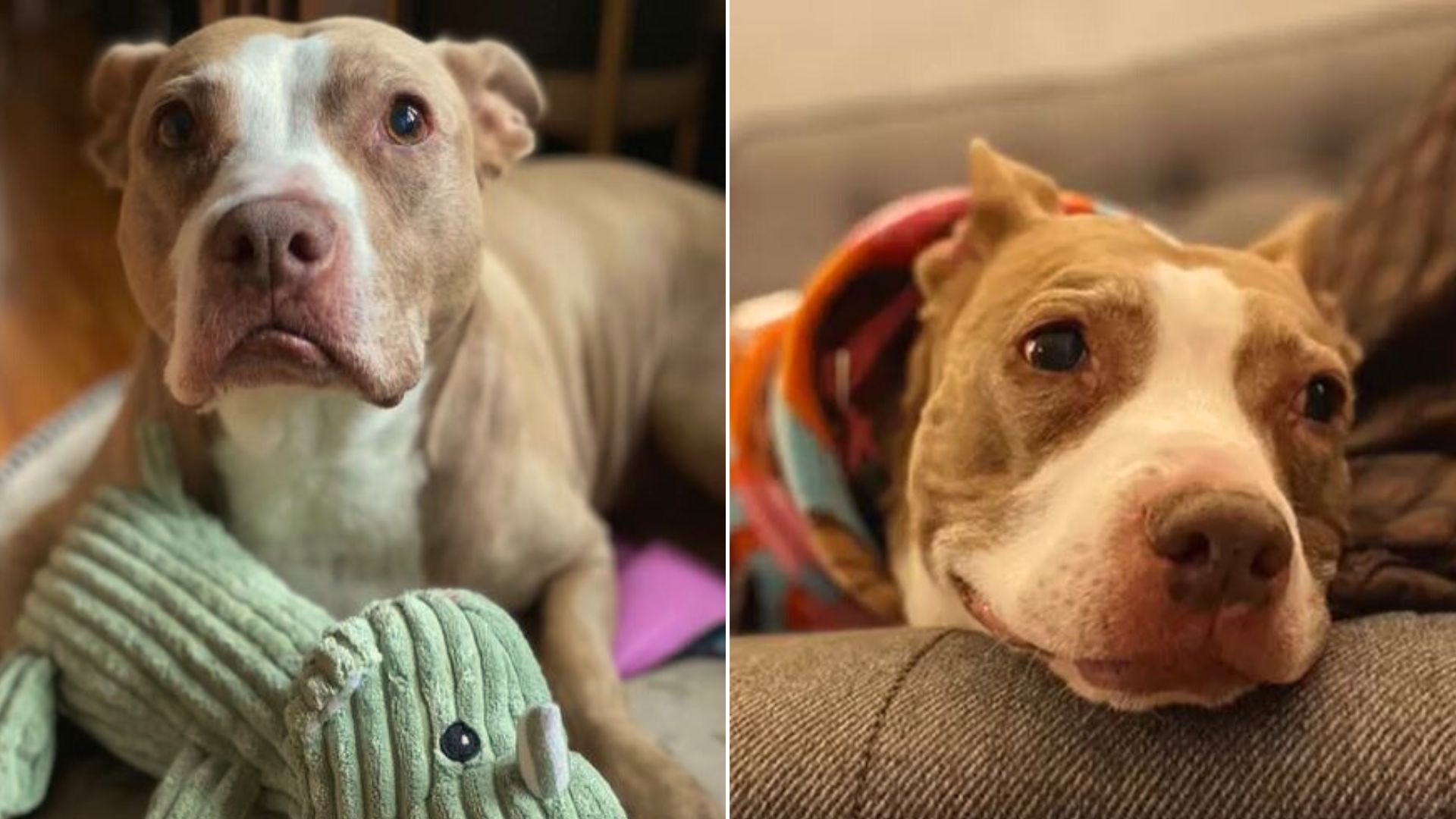 Kind Woman Adopted A Senior Dog And Helped Her Lead The Best Life Ever