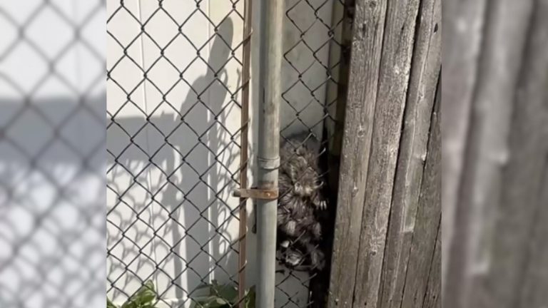 stucked raccoon