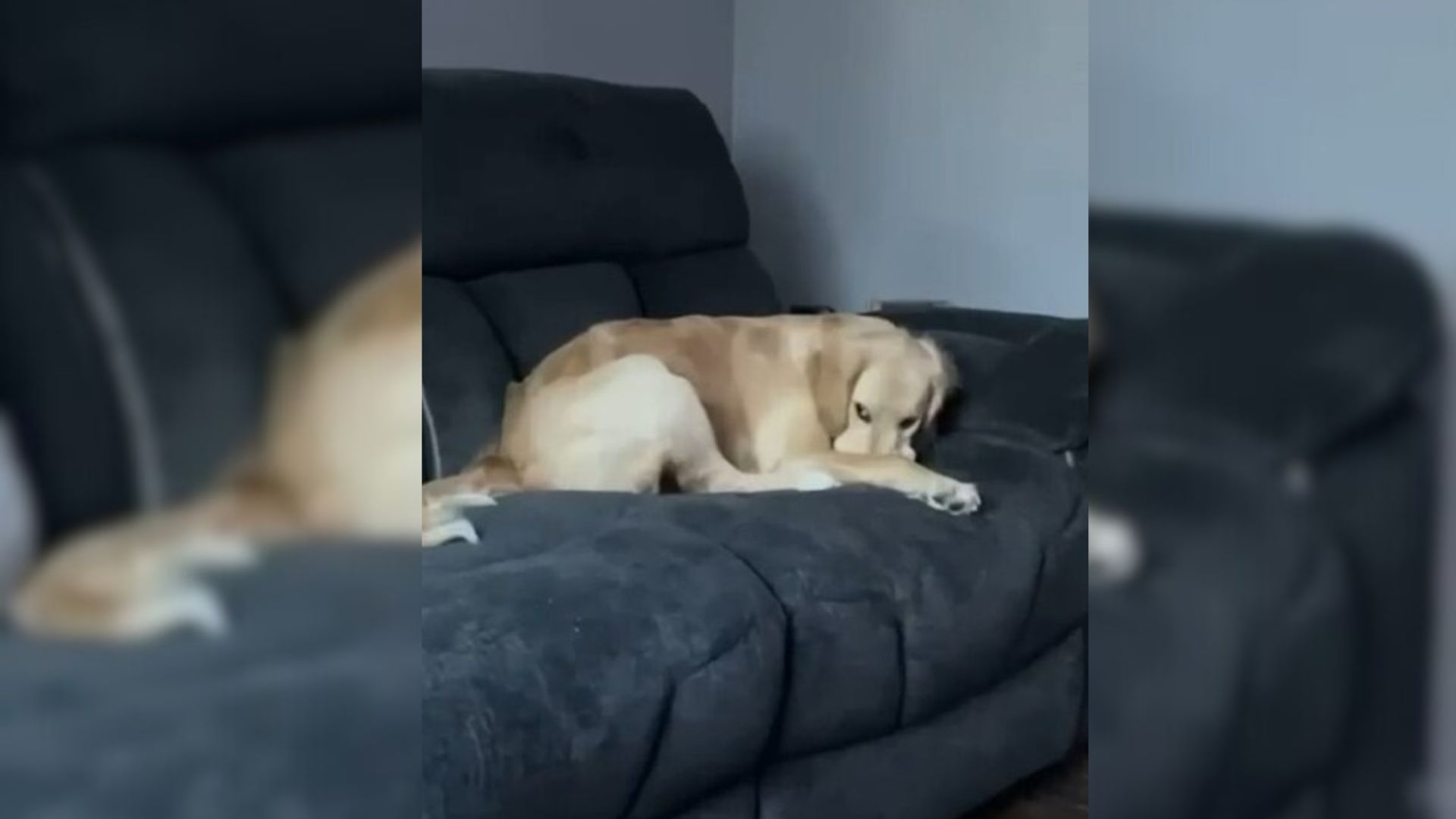 Golder Retrieve laying on a bed