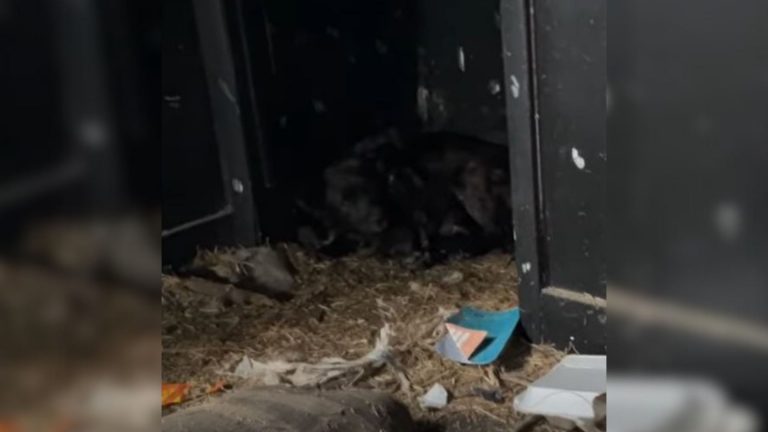 Dogs covered in trash