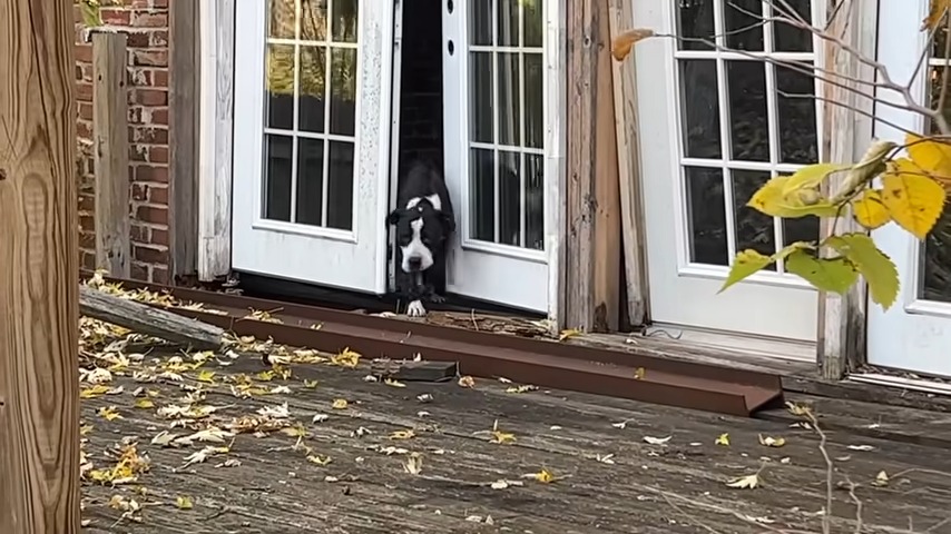 a black and white dog comes out of an abandoned house