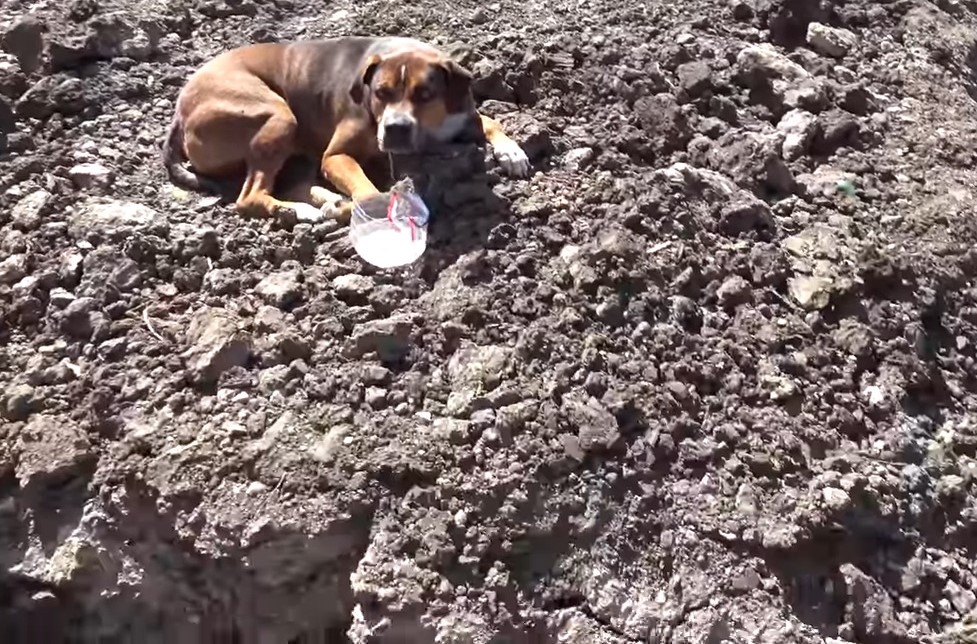 a dog abandoned on the construction site lies on the sand