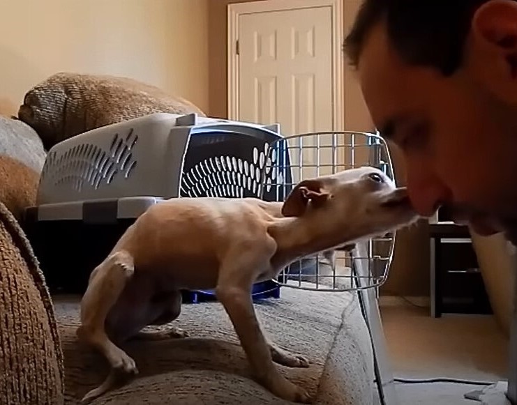 a dog kisses its owner