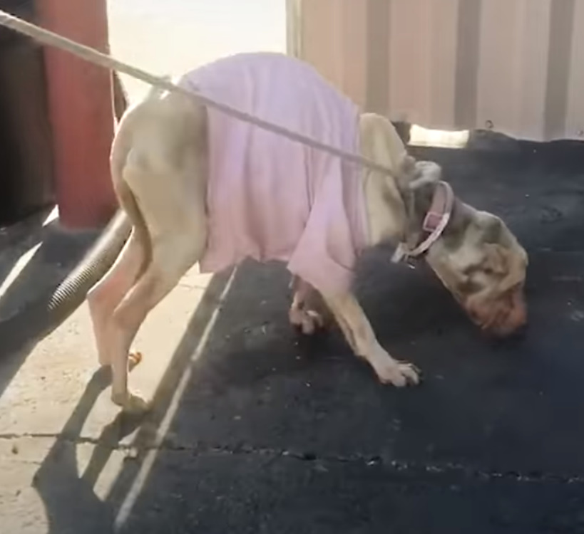 a frightened dog on a leash sniffs the pavement