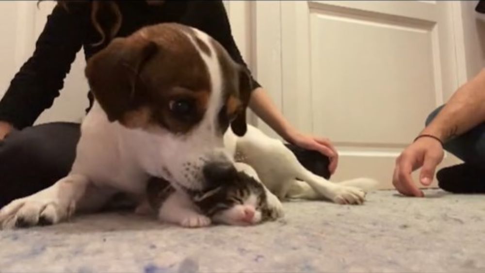 a grieving dog licks a cat