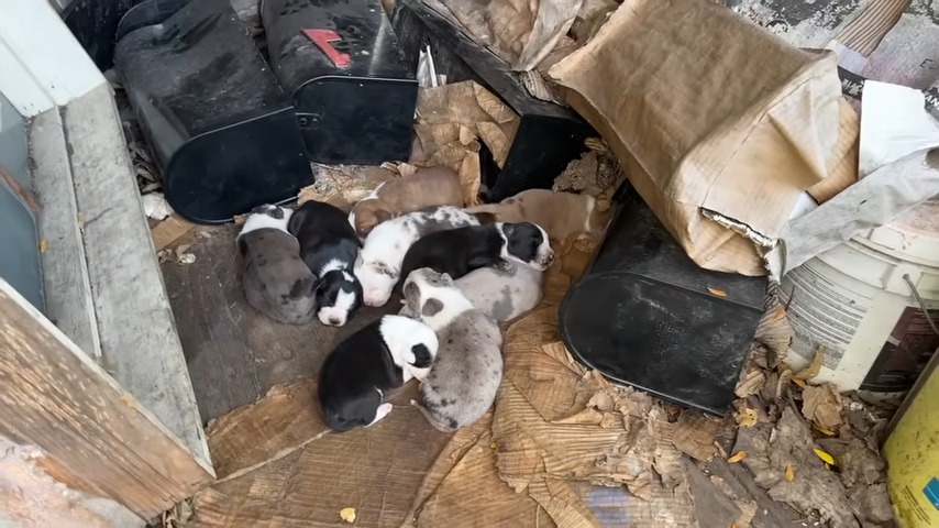 a group of puppies in an abandoned house are sleeping on the floor