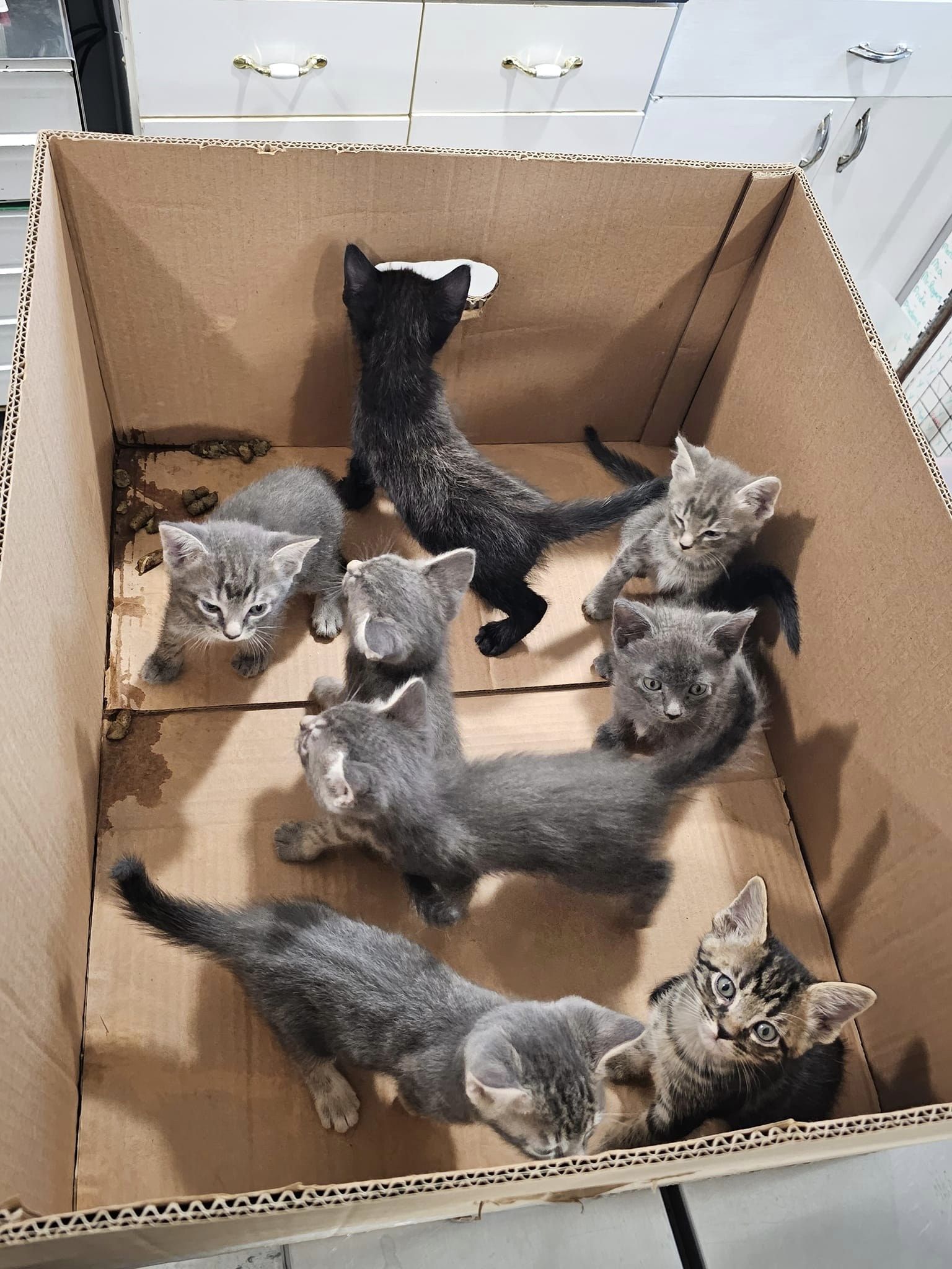 a lot of kittens in a box