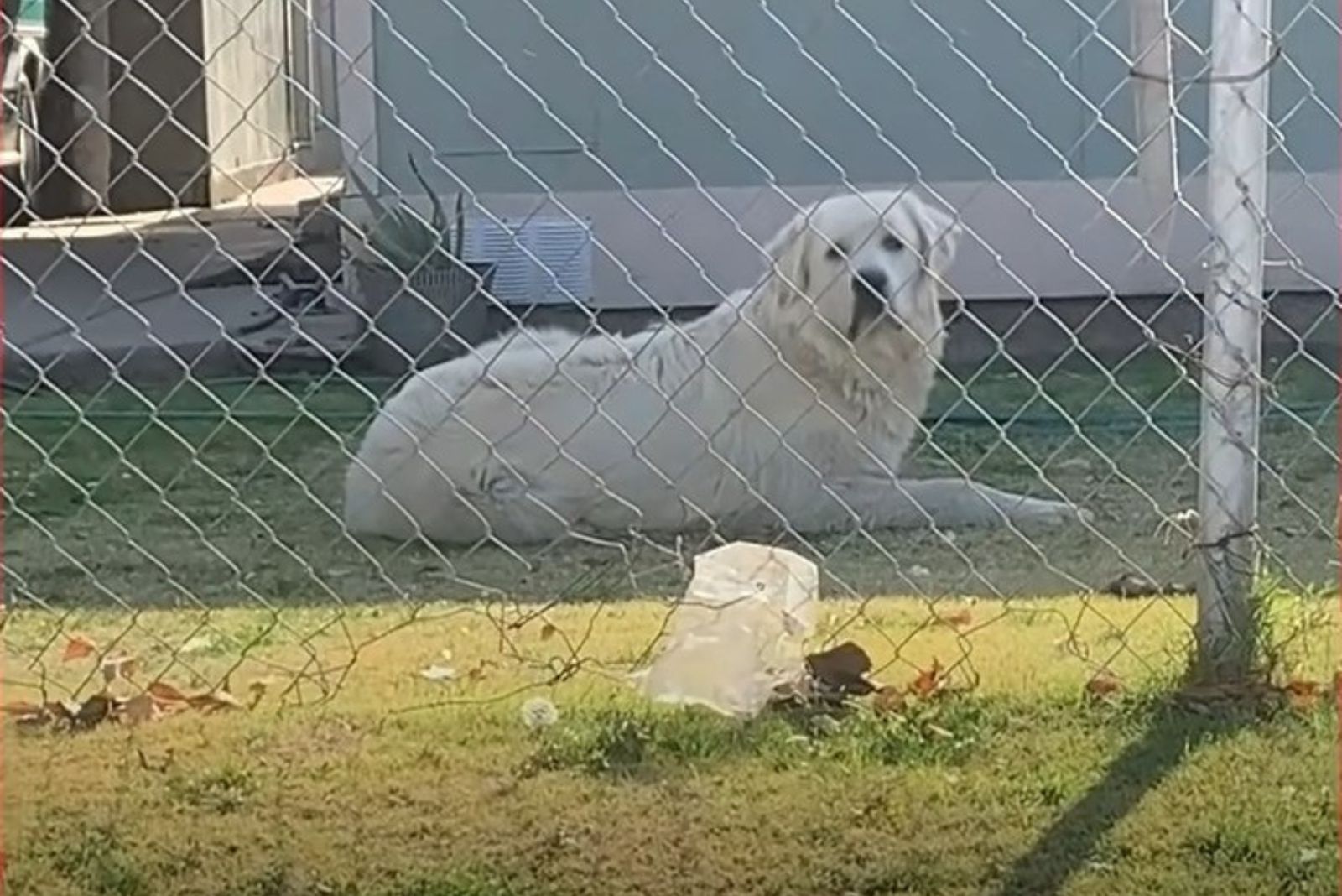 a white dog is lying in the yard