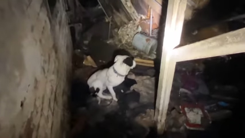 abandoned dog in trash
