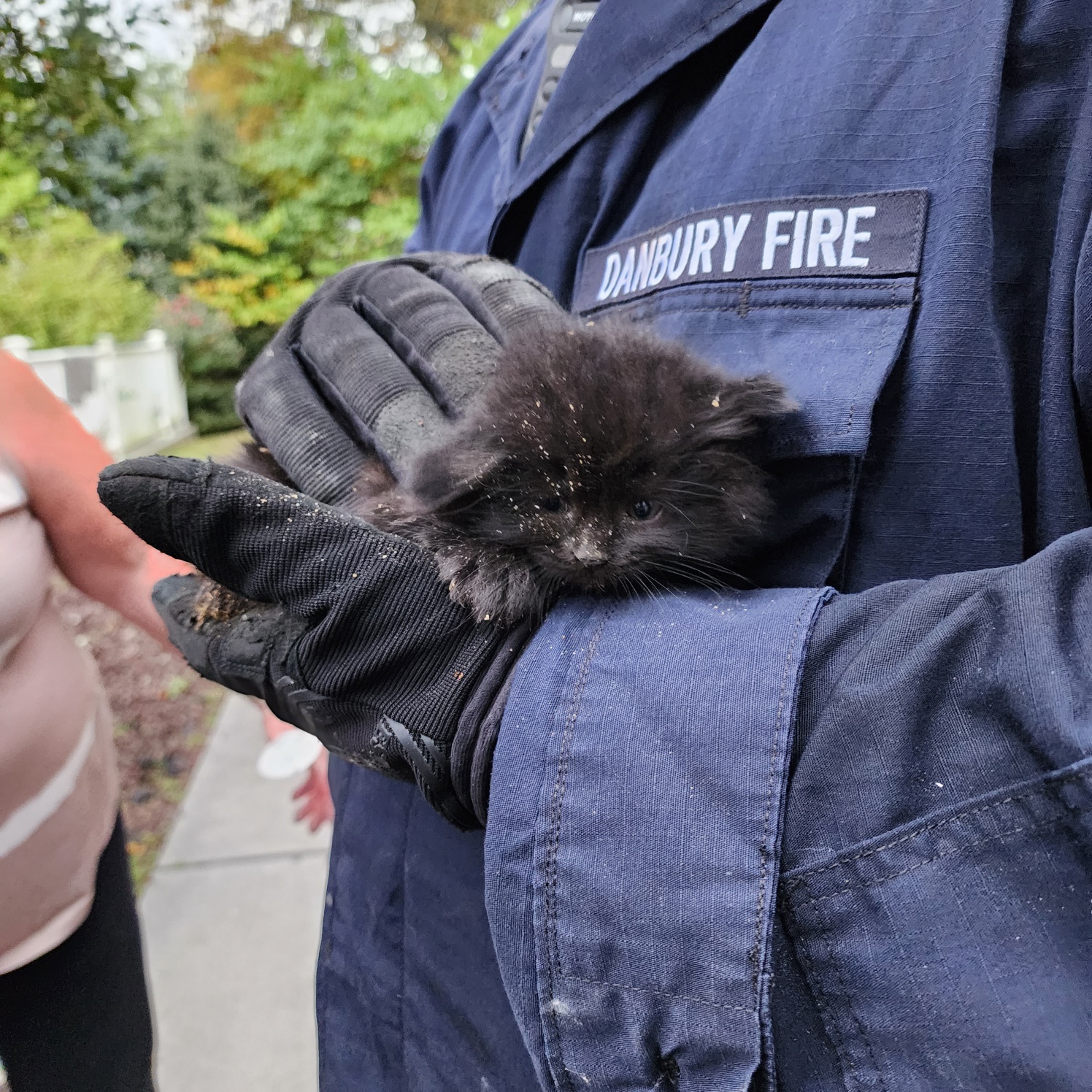 adorable black kitten being rescued