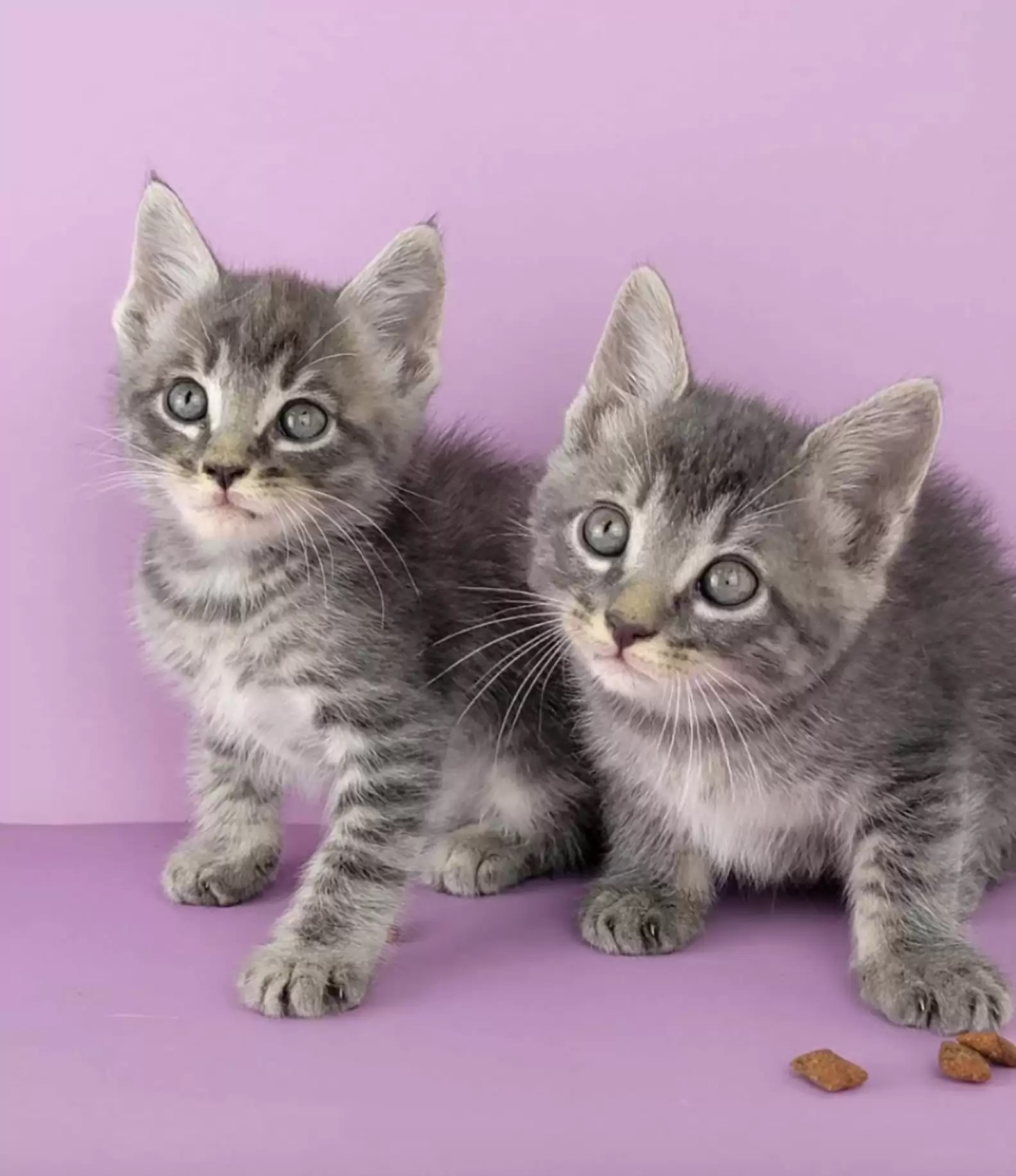 adorable grey kittens