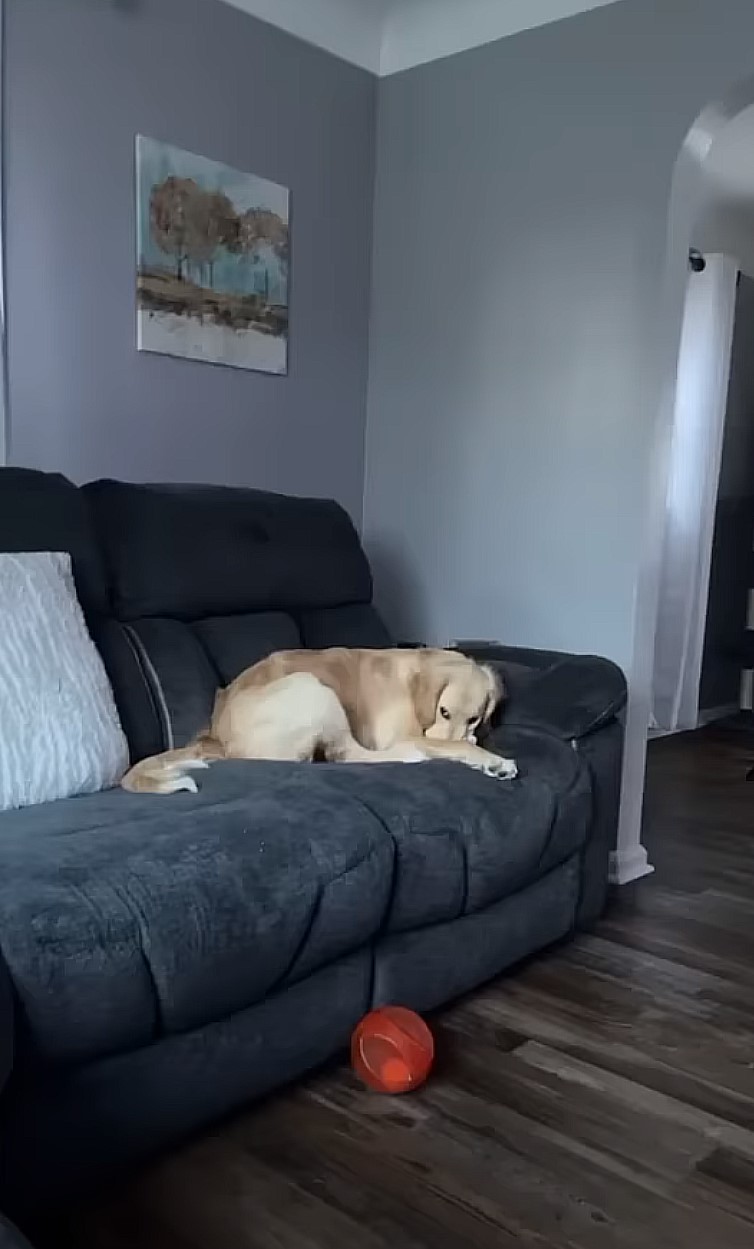 adult dog laying on a bed