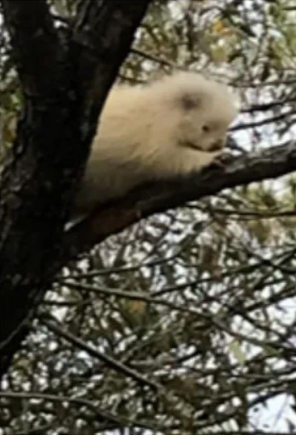 albino animal on a tree