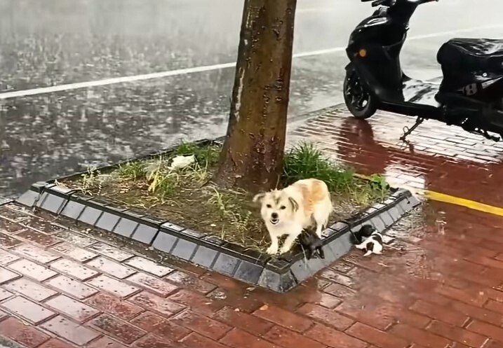 an abandoned dog barks in the street