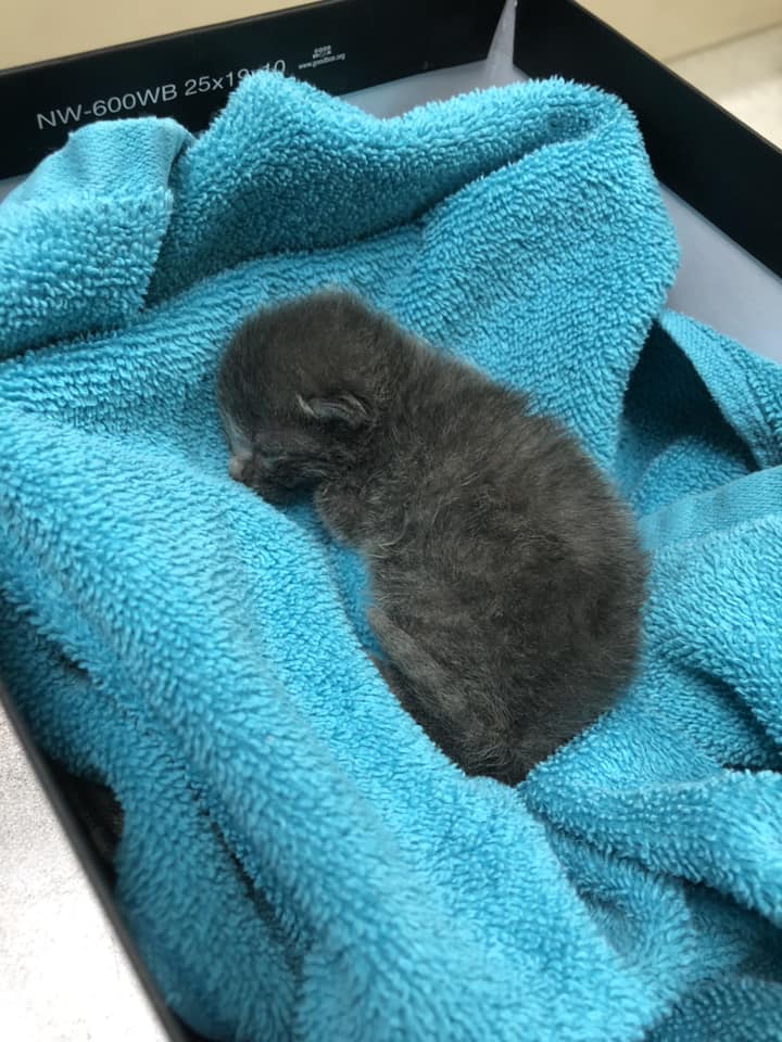 baby kitten laying on blue towel