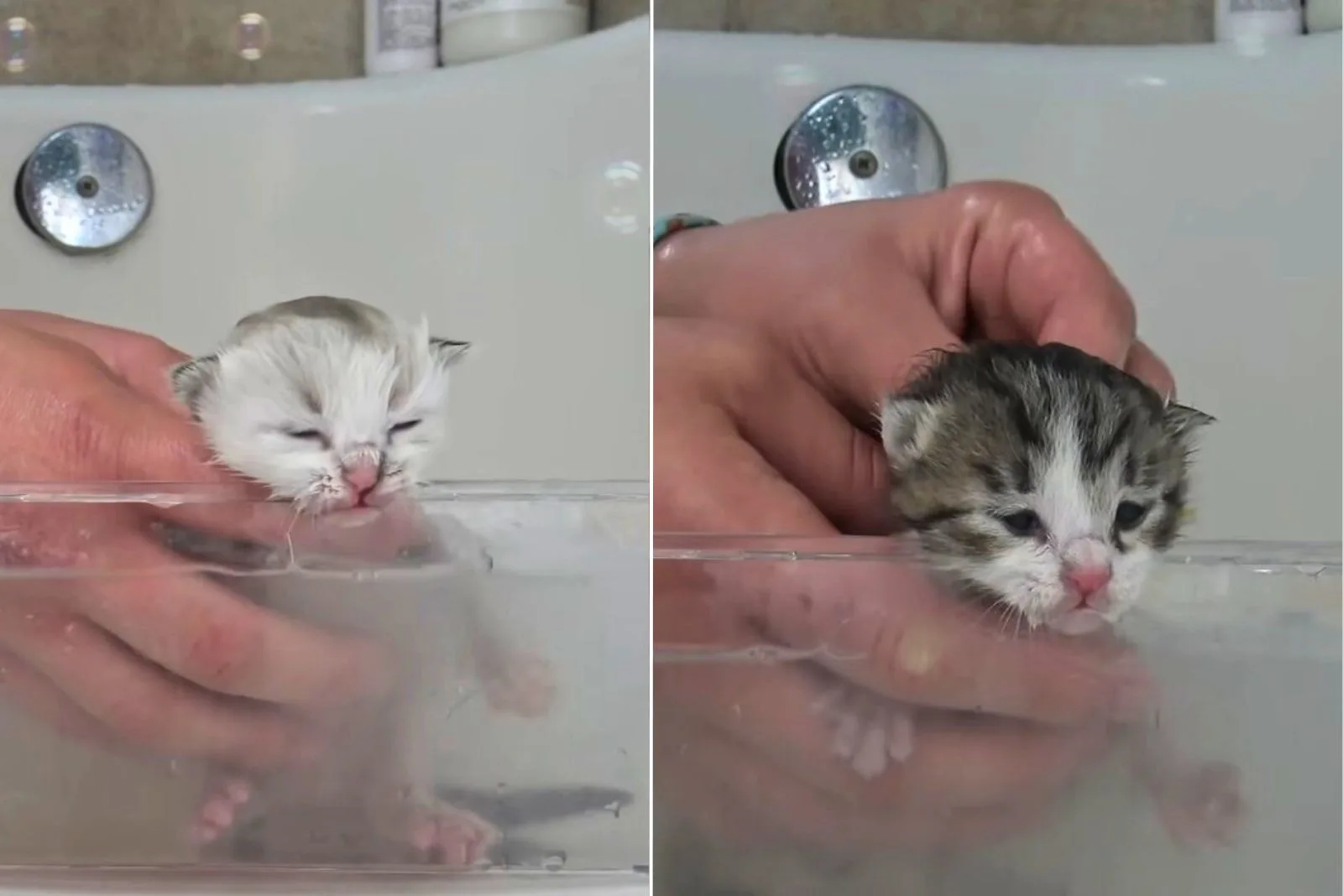 bathing tiny kittens