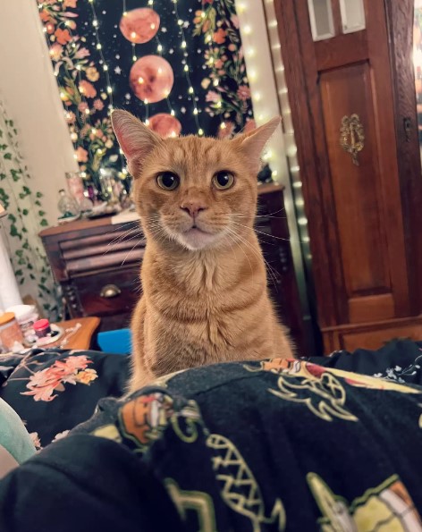beautful ginger cat posing